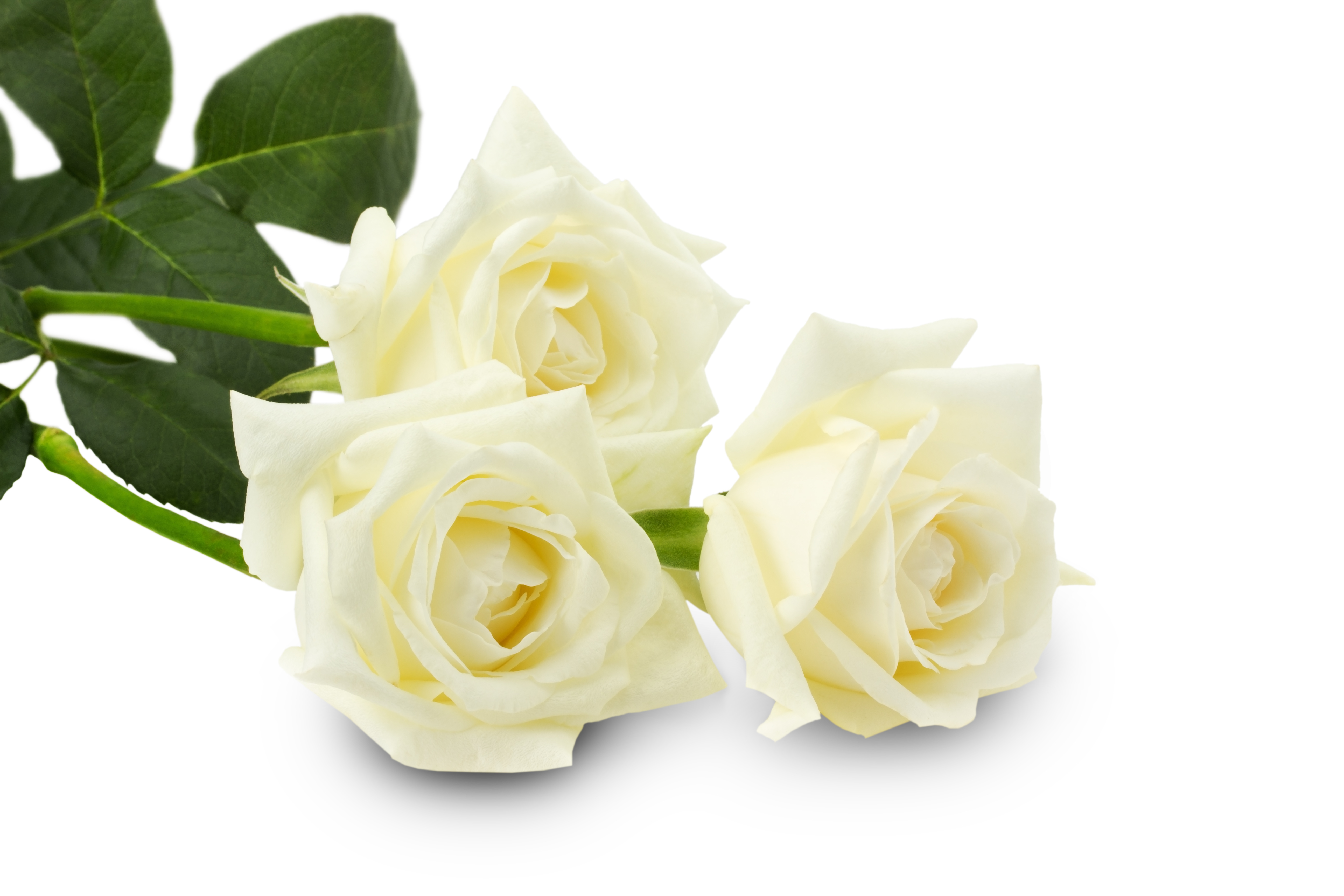 Белые розы лежат на белом фоне