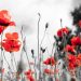 Remebrance Day Background, black and white with red poppies